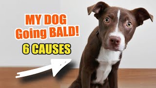 🐶WHY is my DOG ​​Going BALD 👨‍🦲6 Causes [upl. by Inasah699]