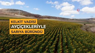 Kelkit vadisi ayçiçekleriyle sarıya büründü [upl. by Ayanat772]