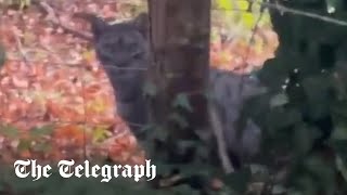 Big cat appears to roam Hampshire countryside [upl. by Ainak]