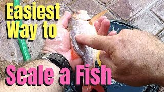 Easiest way to scale a fish [upl. by Anem]