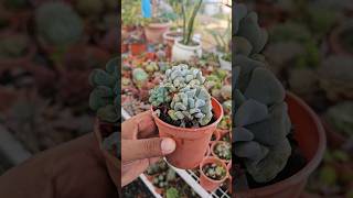 Echeveria runyonii succulent repotting Asmr 💚❤️ succulentcare plants succulentvariety succulent [upl. by Aronel]