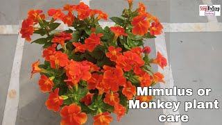 How to grow and care Mimulus plantMimulus or monkey plant care and propagation [upl. by Ier]