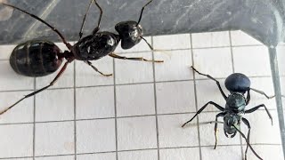 Polyrhachis cyaniventris Philippines vs Camponotus ligniperda Spain 08112024 [upl. by Lauro173]