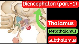 21Anatomy of diencephalon part1 [upl. by Loria674]