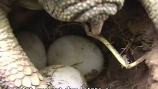 Die Fortpflanzung der Griechischen Landschildkröte  Testudo Hermanni 2010 [upl. by Safoelc]