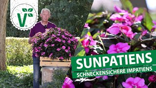 Schneckensichere Sunpatiens [upl. by Upshaw]