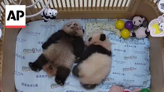 WATCH First locallyborn panda cubs at Hong Kong Ocean Park [upl. by Columba]