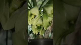 catasetum macroglossum raregardenbloomscl enchantingblooms orchids [upl. by Mlehliw]