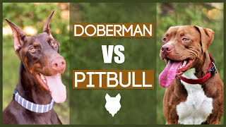 Doberman vs Pitbull Full Fight in HD 1080p Dog Fight [upl. by Yerroc]