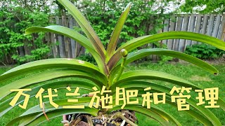 兰花，万代兰很快看花了！我的施肥和管理方法 [upl. by Hinkel]