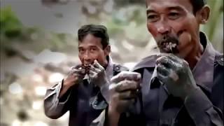 Unik orang makan lele mentah dari Cilacap  unique a man eat raw catfish from Cilacap Indonesia [upl. by Najram404]