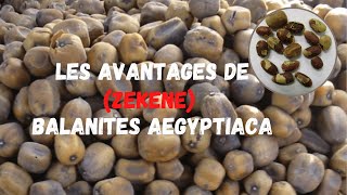 Les Avantages de zekene Balanites Aegyptiaca [upl. by Chic741]