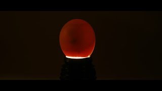 Incubating Quail Eggs Day 9 Candling [upl. by Aicinod750]