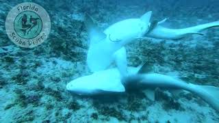 Never Seen In The WildNurse Shark Mating capture by local Florida Divers [upl. by Eldin]