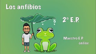 Los ANFIBIOS  Para NIÑOS de SEGUNDO de PRIMARIA  2º EP  CCNN 52 [upl. by Ettesoj]