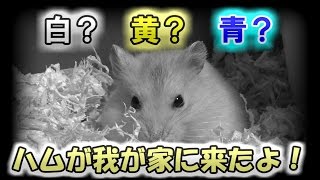 ハムスター飼育記 ②お迎え [upl. by Eilema]