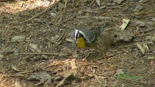 Yellowthroated Warbler Collecting Nesting Material [upl. by Sadick629]