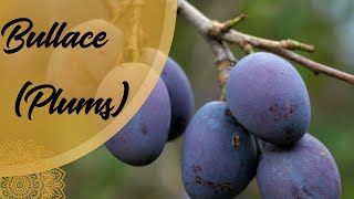 Bullace health benefits in English benefits of eating bullace Richa Food amp Nutrition [upl. by Dracir]