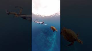 Magique de nager avec les baleines  🥹🐋 Merci à Insta360 et leur nouvelle caméra 360 X4 [upl. by Zachar]