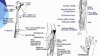 97 U Limb Radial nerve د أحمد كمال cxt [upl. by Dann]