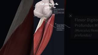 Ulna  Medial amp Lateral surface of the Olecranon Process Anatomy mbbs education [upl. by Emirac]