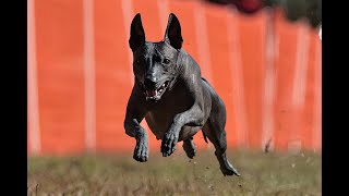 Dulcies Fast Cat Runs at Fayetteville Kennel Club on Oct 19th and 20th of 2024 [upl. by Haduj]