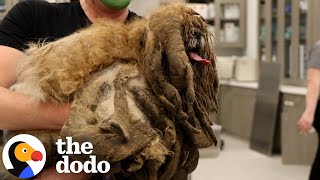 Extremely Matted Dog Transforms To The Cutest Pup  The Dodo [upl. by Mima]