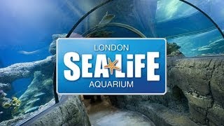 SEA LIFE London Aquarium [upl. by Ahsetal]