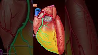 Coronary Arteries Blood supply of Heart Arterial supply of heart [upl. by Anirtruc171]