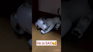 We check Toto the Robot dog from our CCTV Amazing looks like real [upl. by Malissa]