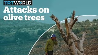 Israeli settlers attack Palestinian olive trees [upl. by Amalia]