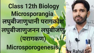 Class 12th Microsporangia लघुबीजाणुधानी microsporogenesis sexualreproductioninfloweringplant [upl. by Trebuh]