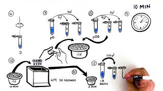 Out of the Blue CRISPR Kit Student Activity Video Quick Guide [upl. by Leahcimluap740]