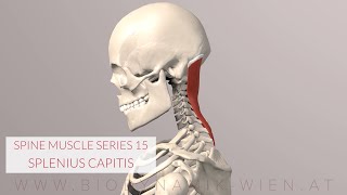 Splenius Capitis Spine Series 15 Neck Muscles 3D Animation [upl. by Nadirehs]