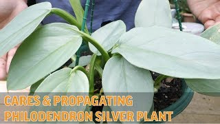 PROPAGATING Philadendron  Silver Sword Plant [upl. by Sikes]