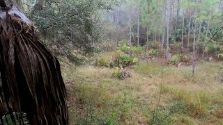 Successful florida wma archery hunt deer hunt [upl. by Kingston679]