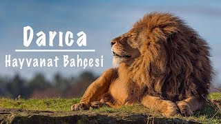 DARICA HAYVANAT BAHÇESİ 🐅 🐆 🐘 🦧 🦒 🐒 Kocaeli Faruk Yalçın Zoo Hayvanat Bahçesi Gezi Videosu [upl. by Dukie]