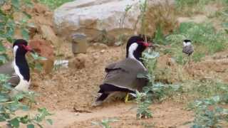 Redwattled Lapwing with Chicks [upl. by Studdard]