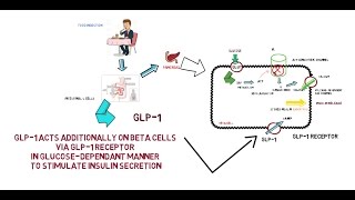 GLP1  Mechanism of Action [upl. by Ahsilrae]