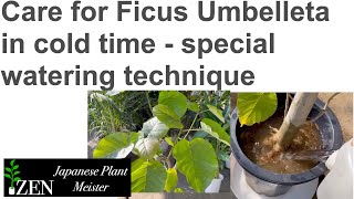 Care for Ficus Umbelleta in cold time  special watering technique byJapanese Plant Meister [upl. by Ased583]