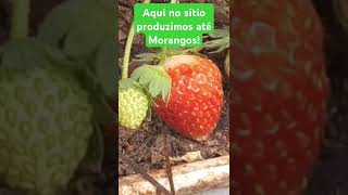 MORANGOS NO QUINTAL fruitcuttingVidasimpling [upl. by Jp797]