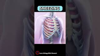 SNEEZING 🤧 What happens inside our body when we sneeze 🤧 why do we sneeze  shorts overview [upl. by Foote]