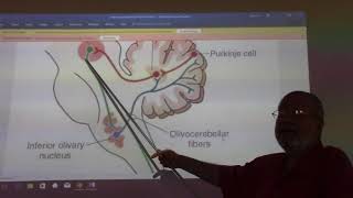 Neuroanatomy 33  Medulla obllongata  part 2   by Dr Wahdan [upl. by Enoyrt268]