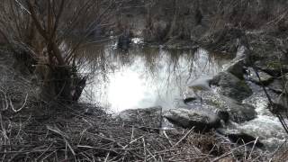 Fischtreppe bei Ettringen an der Wertach unteres Wehr [upl. by Naehgem]