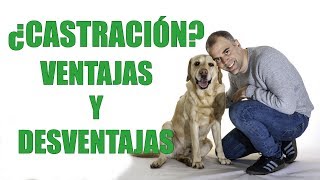 CASTRACIÓN  Ventajas y Desventajas de CASTRAR a tu PERRO [upl. by Eedya]