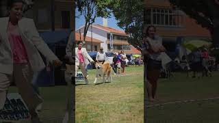 ζ  Akita  SlowMo Dog Show [upl. by Ennalyrehc]