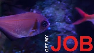 Be An Aquarist  Get My Job [upl. by Adnerak700]