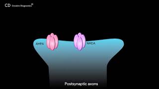 Glutamatergic Synapse Pathway Creative Diagnostics [upl. by Rehptosirhc505]