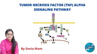 CSIR UGC NET  TUMOR NECROSIS FACTOR TNF ALPHA SIGNALING PATHWAY  BiologyAllInOne [upl. by Ellekcir891]