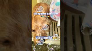 Bañando mi perrito 🐶 🧼🫧 fyp mexico funny bath elsalvador fypシ゚viral cute dogs [upl. by Gannon]